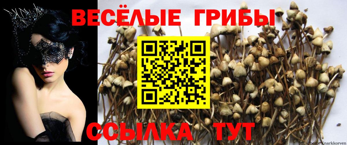Псилоцибиновые грибы Psilocybine cubensis  Вход с VPN  Каменск-Шахтинский 